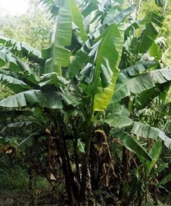 abaca-plant